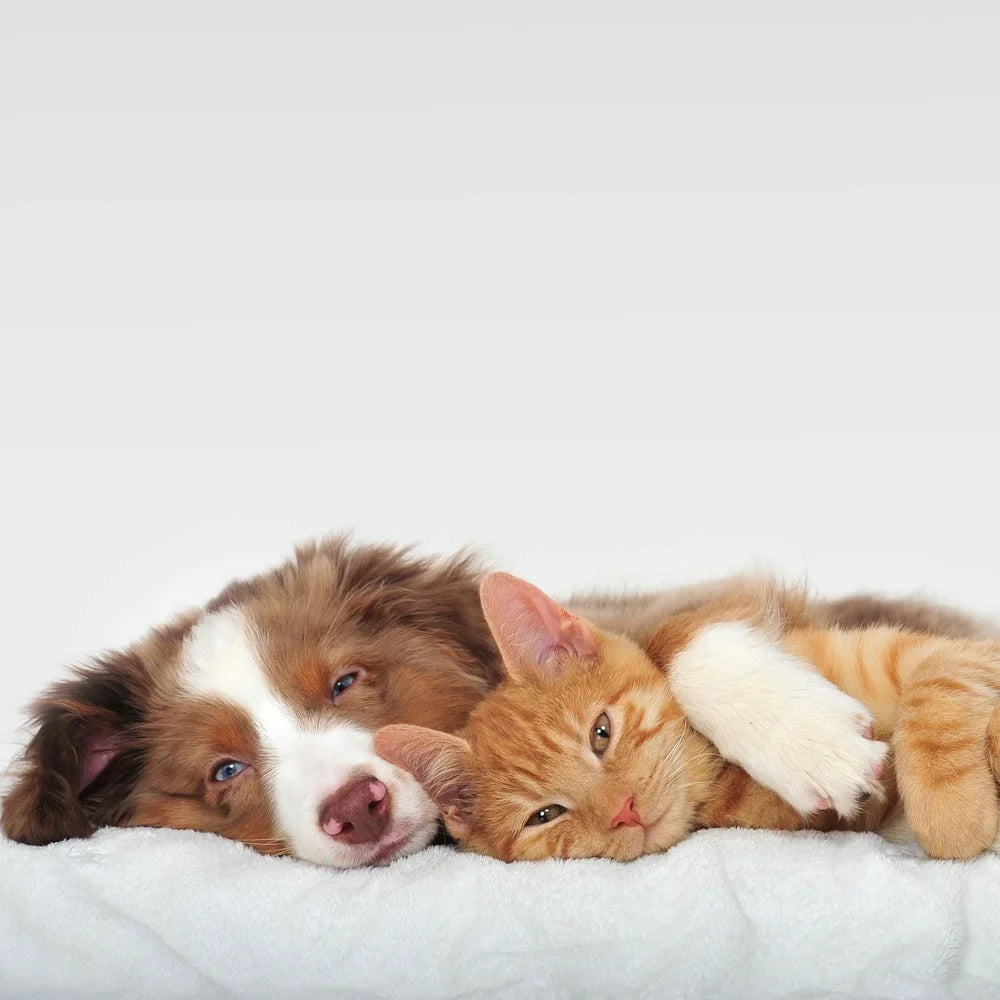 Dog Bed Replacement Cover Sherpa Top Non Slip Removable Washable